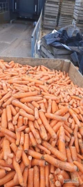 Sprzedam świeże myte odsorty marchewki 