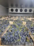 Продаем виноград Молдова в яшиках по 9.5-9.8 кг.