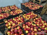 Sprzedam jabłko odmiany Elshof przygotuje w karton od 7,5 cm. Zwykła chłodnia. 