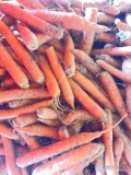 Sprzedam odsort marchwi z chłodni, nie myta, zdrowa