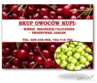 Kupię jabłko z przerywki oraz wiśnie na mrożenie. 