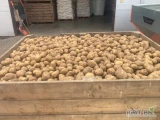 Sprzedam ziemniaki odmiany Soraya kaliber +5, ilości tirowe, cena do uzgodnienia, zainteresowanych zapraszam do kontaktu pod numerem: 600...