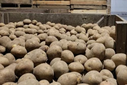 Ziemniak - spora rozpiętość cen na rynkach hurtowych