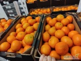 Sprzedam mandarynkę egipską w kartonie, klasa pierwsza, ilości paletowe.