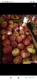 Sprzedam jabłko Szampion i alwa w kartonie 14 kg, od 7 cm + jabłko jasne czyste czerwone 