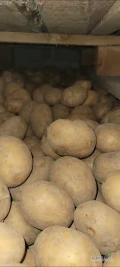 Sprzedam ziemniaki kaliber 30/35-45/50 riviera ~3t, queen anne ~24t rok po kwalifikacie, fv do wglądu. 