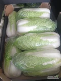Sprzedam kapustę na gotowo w kartonie. 